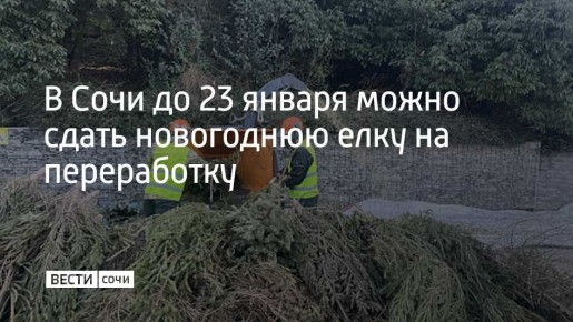 В Сочи стартовала ежегодная экологическая акция "Елку в переработку"