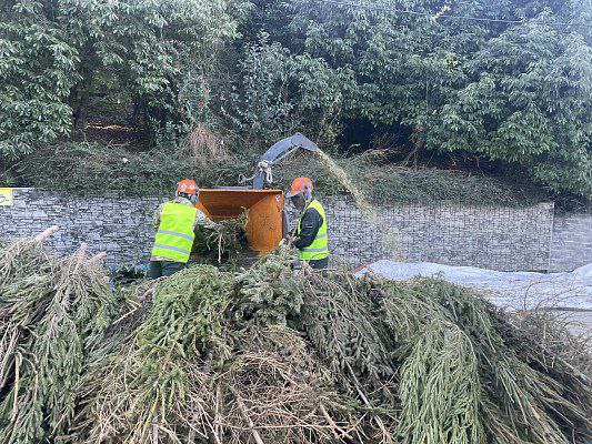 В Сочи проходит акция «Елку в переработку»