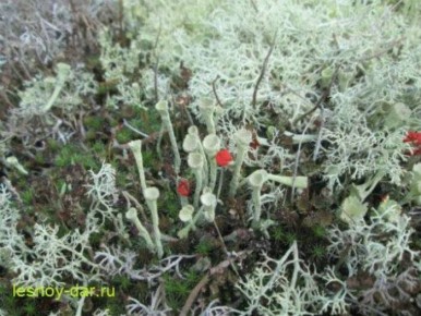 ���������: ������������ �������� �������