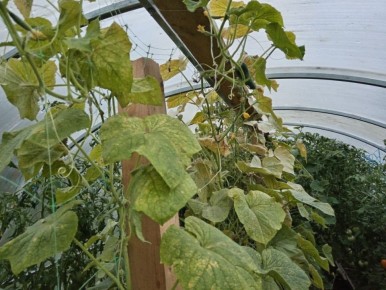 ���������, ������� ������ ������