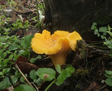 ����� �������� ����: ������� ������ ������� � ����������� �������