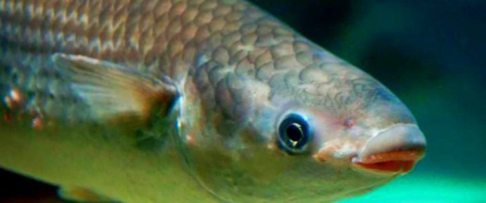 ����� (Chelon labrosus Risso, 1827): ���������� ���� ������������ ������