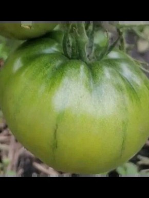 ���� ������: ������������ ���� ������� � ������� ������� � ������� ������