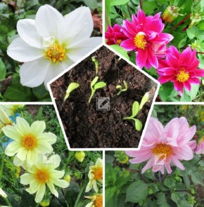 �������� �����������: ��� ������� ��������� ���������� �������� �� �������