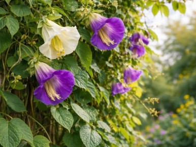 ���������� �����: ��������������, ������� ������ �������� ������������