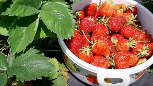 ����� �������� ��������� ��������: ��� ��������� ������ �� 80% � ������� �������� �������