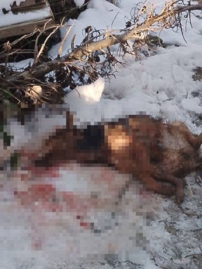 ���� ����� �������� ������� ����