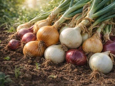 ������� �����, ������� ���������� ���� � ��������� ��������