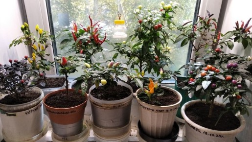 �������� ������: ����� �� �������� �������