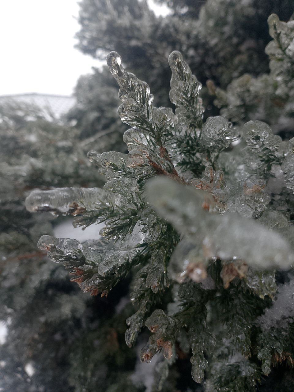 О погоде на 26 января. В Краснодарском крае облачно О погоде на 26 января. В Краснодарском крае облачно