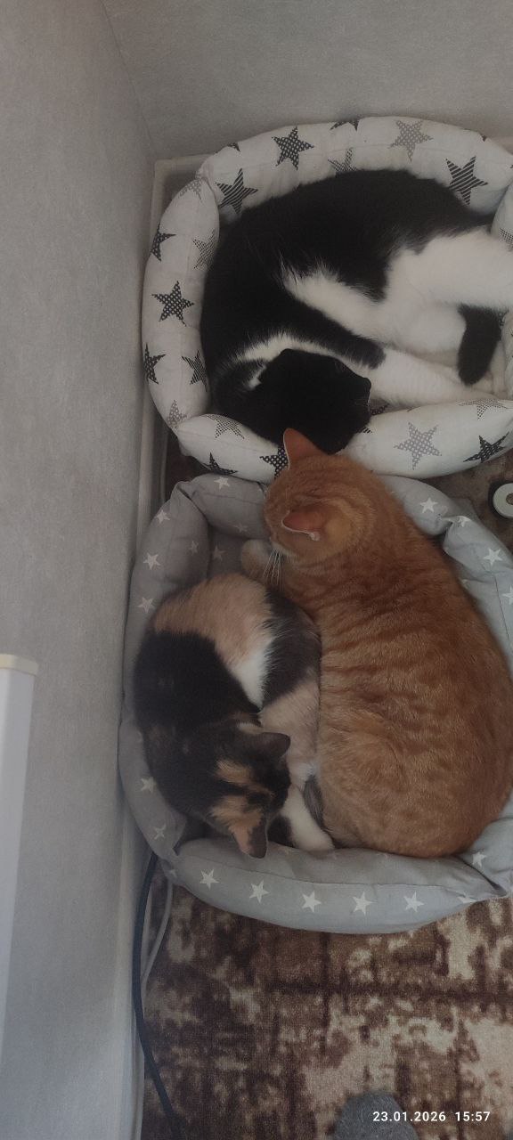 О погоде на 26 января. В Краснодарском крае облачно О погоде на 26 января. В Краснодарском крае облачно