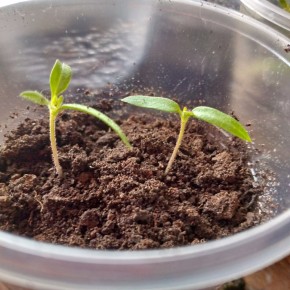 ������ ������� � �������� ��������� ������� ��������� ���� � ��� � ���� �����