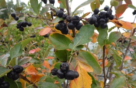 ����������: ����������� � ������� ��������� ������� � ����