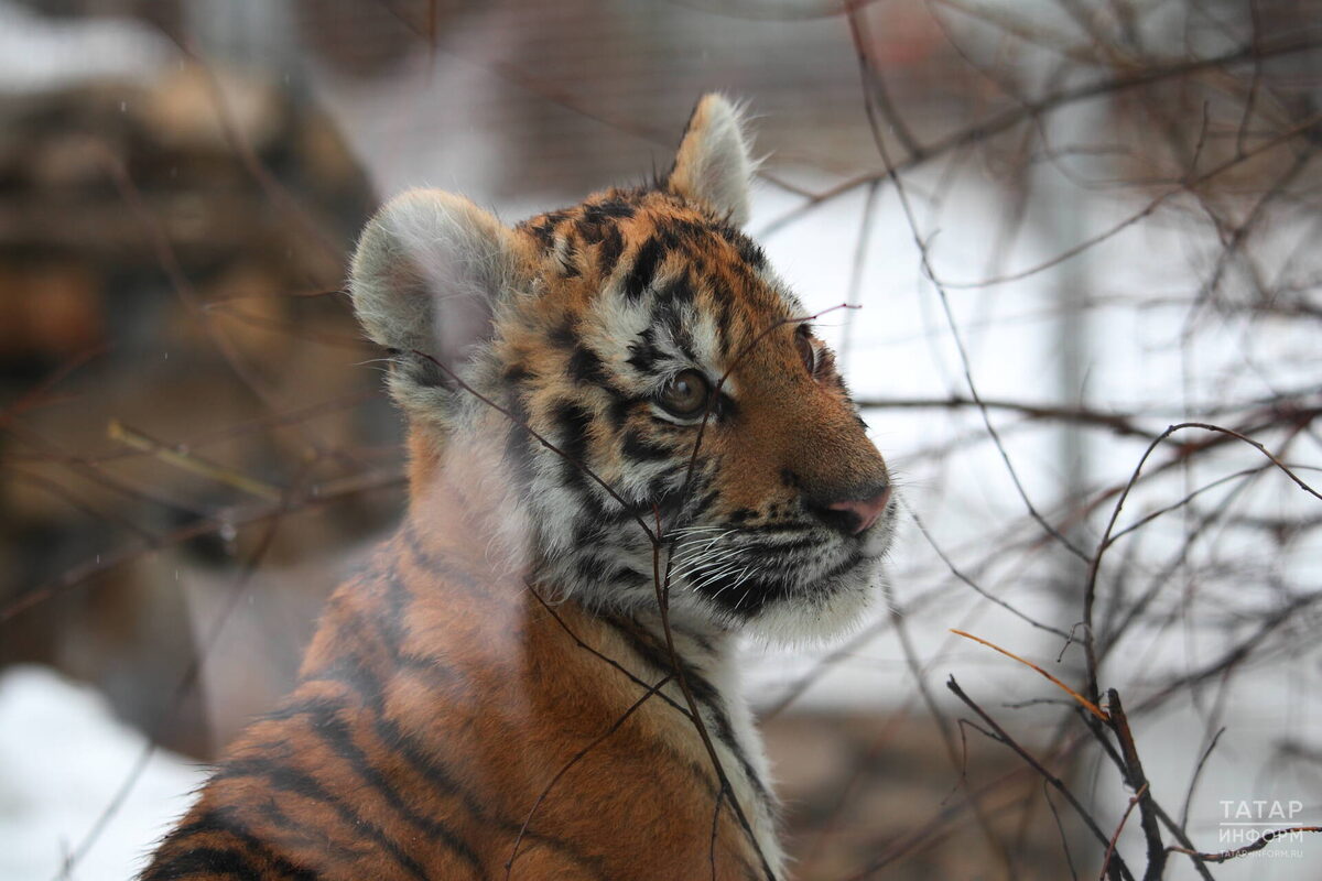 Незаметное увлечение может превратиться в уголовную ответственность за содержание хищников дома