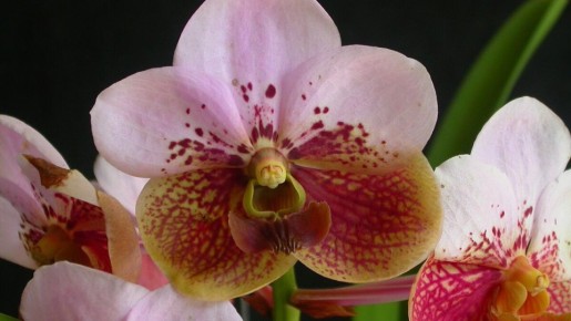 Где разместить орхидею: лучшие места в вашей квартире