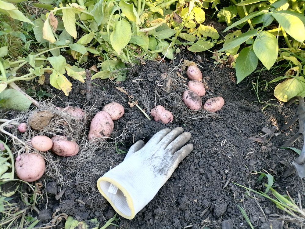 Как выбрать идеальный ранний картофель: сравнительный обзор