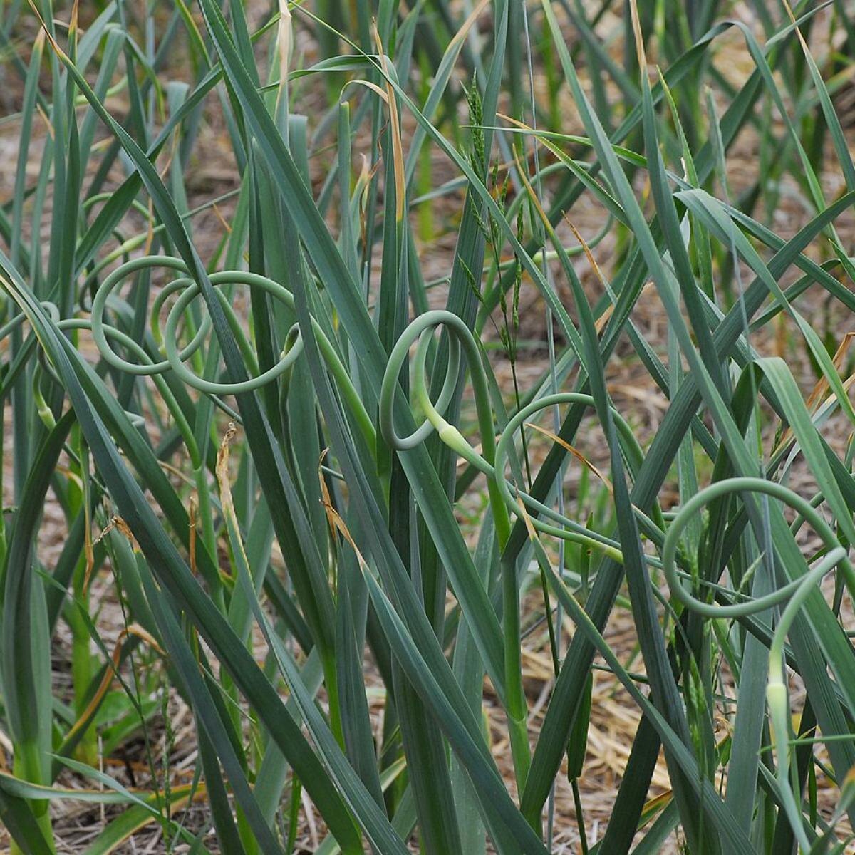 Чеснок без стрелок: секреты успешного урожая