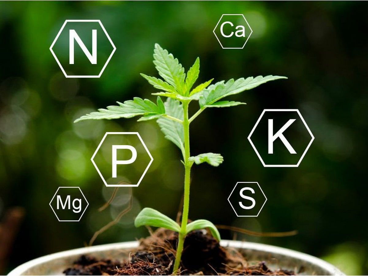 Как распознать недостаток питательных веществ у цветов и исправить ситуацию