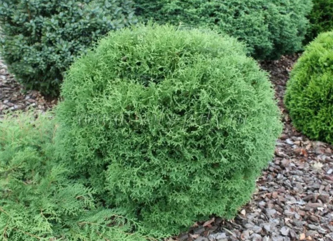 Миниатюрные хвойные для уютного сада: особенности выбора и ухода