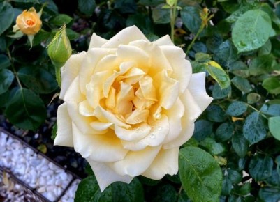 Укрытие растений на зиму: советы по защите от холодов