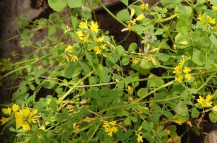 Пажитник в вашем саду: полезные советы по выращиванию и уходу