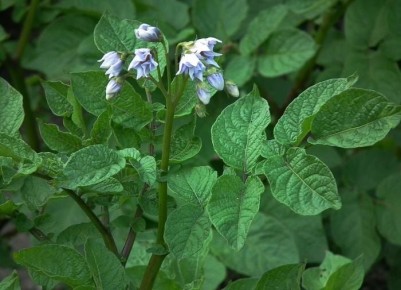 ��� ��������� ������ ��������� ��� ���������� �������