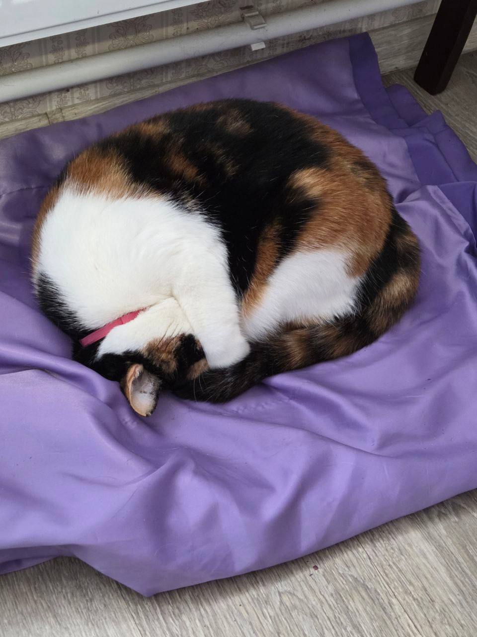 О погоде на 1 февраля . В Краснодарском крае облачно с прояснениями О погоде на 1 февраля . В Краснодарском крае облачно с прояснениями