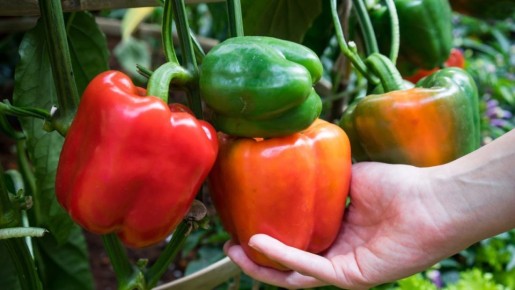 Секреты высокоурожайного болгарского перца: сорта, не требующие особого ухода