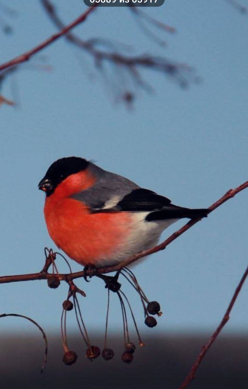 О погоде на 1 февраля . В Краснодарском крае облачно с прояснениями О погоде на 1 февраля . В Краснодарском крае облачно с прояснениями