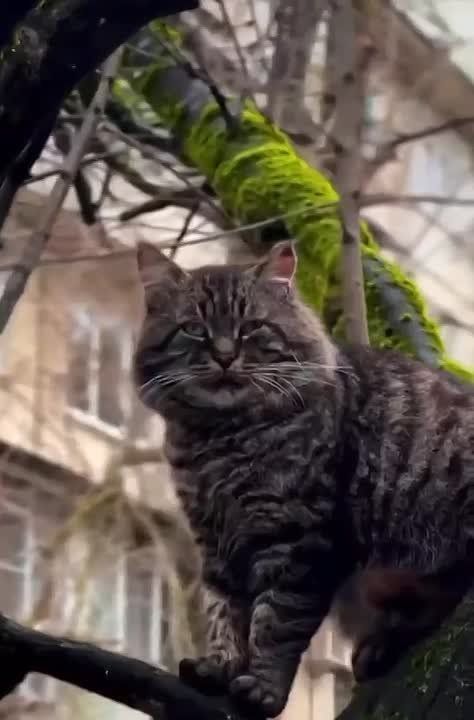 ����������� �������� ������ �������� � ����