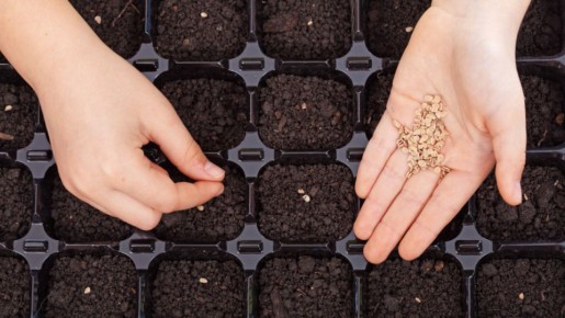 Как дважды витамины: секреты хранения семян сладкого перца