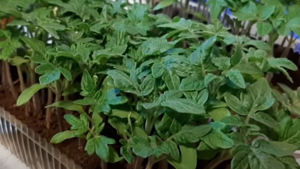 Как правильно рассчитать сроки посева семян томатов для отличного урожая