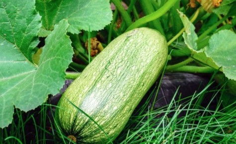 Кабачковая революция: как полюбить летний овощ и превратить его в кулинарный шедевр