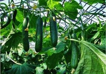 ������ ������������������: ������� ��������� ����������� � �����������