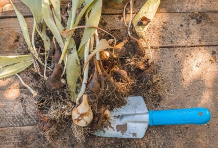 Когда и как правильно выкапывать тюльпаны: советы для садоводов
