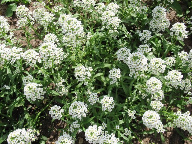 Алиссум: цветочный ковер, который вдохновляет на даче