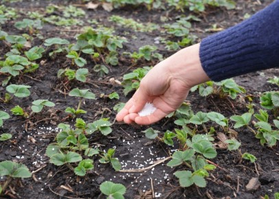 Осенняя подкормка клубники: секреты здорового урожая в следующем сезоне