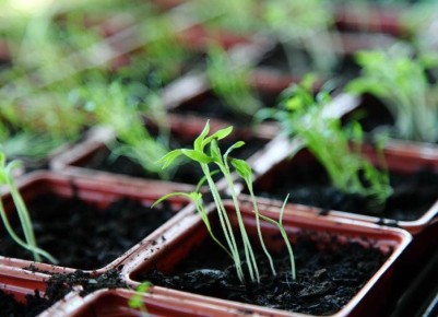 Секреты успешной рассады: как калимагнезия помогает помидорам и перцам