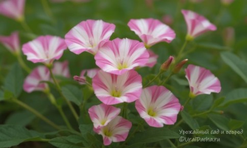 ������ � �������: ��� ����������� �������� ������� ������