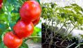 Как подготовить помидоры в горшке к успешному урожаю круглый год