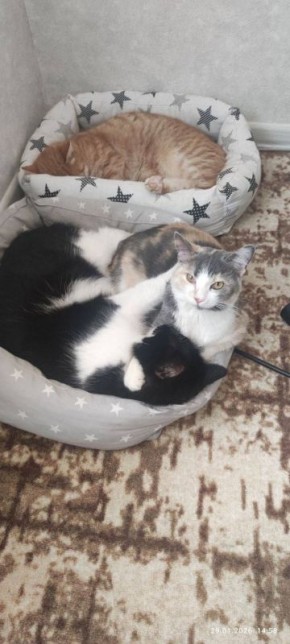 � ������ �� 4 ������� . � ������������� ���� ������� � ������������