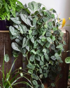 �������� ��������: ���������� � ���������� � ����� �������