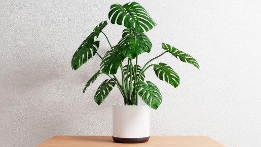 ����������� ��������� ����� ����� �������: �������� ��� ����������� ��������