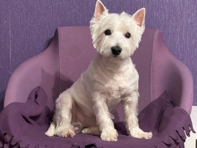 ��� ������ ������ � ������ � ����� ������������: ������� �� �����������