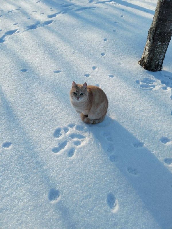 � ������ �� 11 ������� . � ������������� ���� ���������� ����������