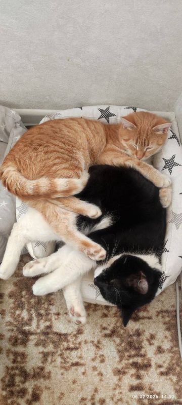 � ������ �� 12 ������� . � ������������� ���� ���������� ����������