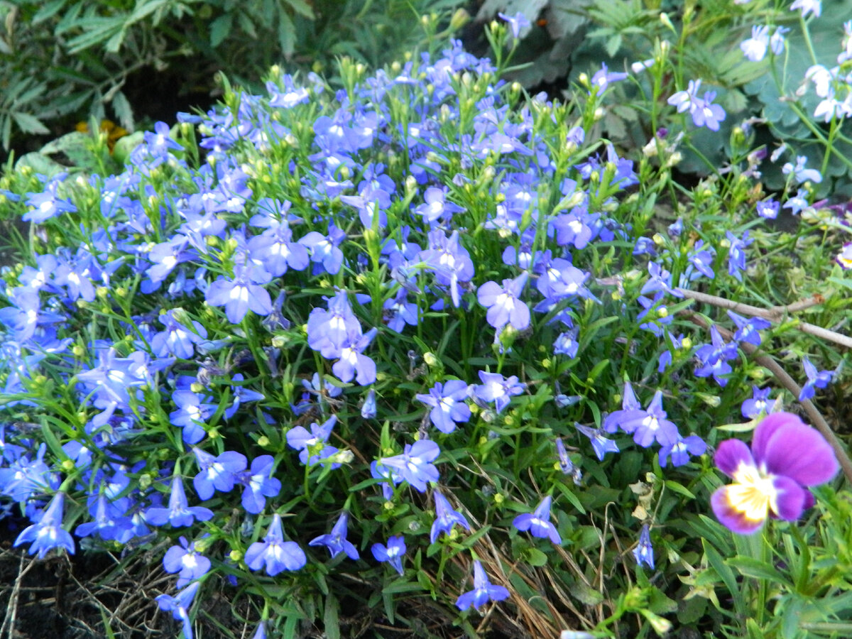 Время для весны: как правильно посеять лобелию в январе