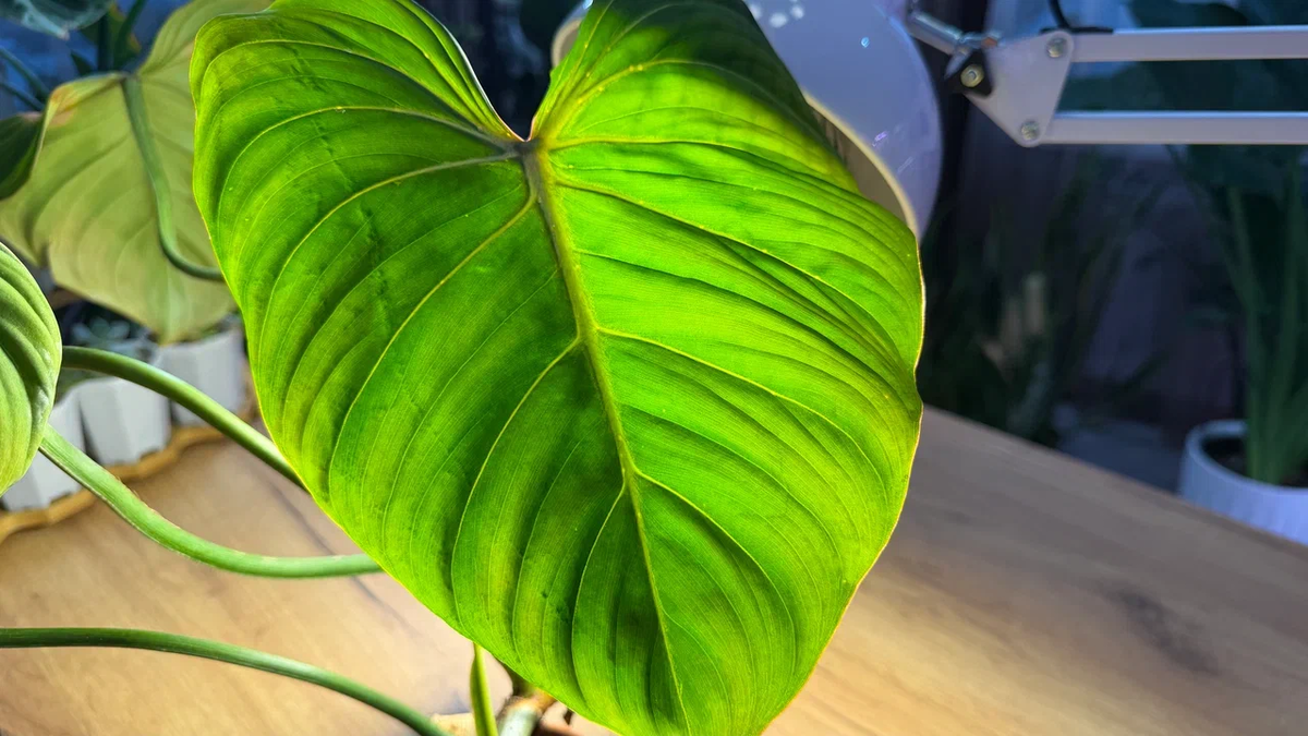 Основные аспекты успешного роста филодендронов: простые советы для увлеченных цветоводов