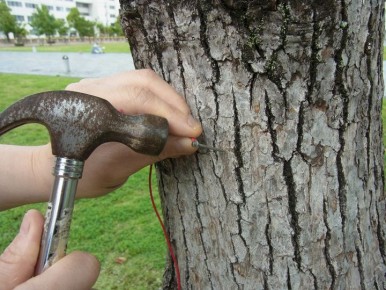 Гвоздь в яблоне: миф или реальная угроза для сада?