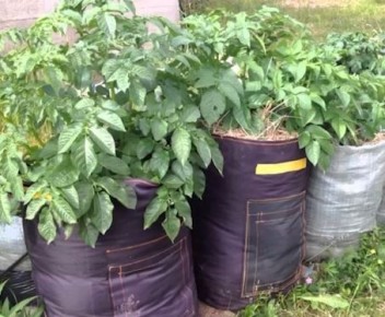 Эксперименты с картофелем: что работает, а что подводит огородников